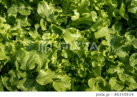 Close up of organic green Lettuce growing in farm for agriculture concept, Cultivation hydroponic vegetable in farm plant market. Vegetable background. Close up of organic green Lettuce growing in farm for agriculture concept, Cultivation hydroponic vegetable in farm plant market. Vegetable background. 86350639