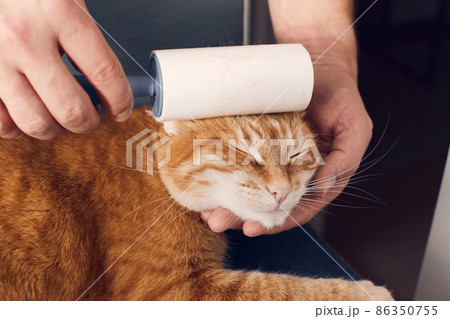 The ginger cat is cleaned with duct tape for clothes. Taking care of the animal. Front view. 86350755