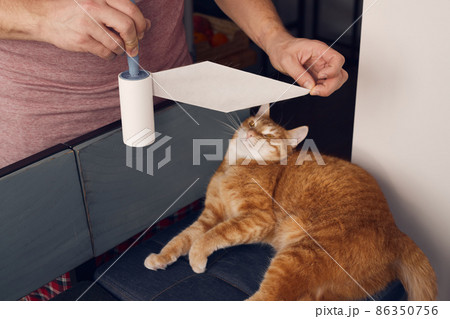 The ginger cat is cleaned with duct tape for clothes. Taking care of the animal. Front view. The ginger cat is cleaned with duct tape for clothes. Taking care of the animal. Front view. 86350756