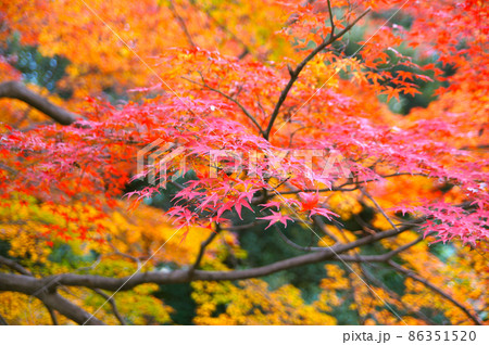 岐阜城の紅葉【岐阜県】 86351520