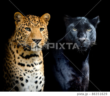 Close portrait two leopards on black background 86351629