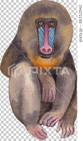 Cartoon monkeys.Furry apes with tails watercolor clipart png 86352042