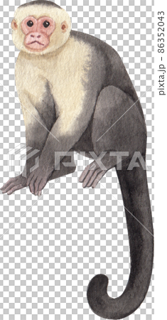 Cartoon monkeys.Furry apes with tails watercolor clipart png 86352043