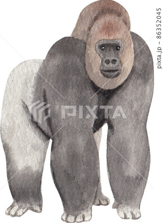 Cartoon monkeys.Furry apes with tails watercolor clipart png Cartoon monkeys.Furry apes with tails watercolor clipart png 86352045