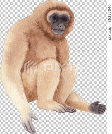 Cartoon monkeys.Furry apes with tails watercolor clipart png 86352046