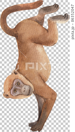 Cartoon monkeys.Furry apes with tails watercolor clipart png 86352047