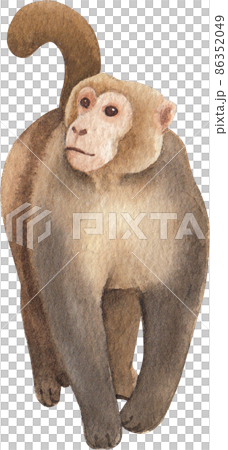 Cartoon monkeys.Furry apes with tails watercolor clipart png 86352049
