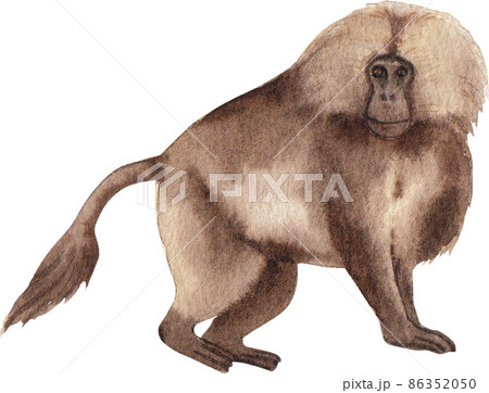 Cartoon monkeys.Furry apes with tails watercolor clipart png 86352050