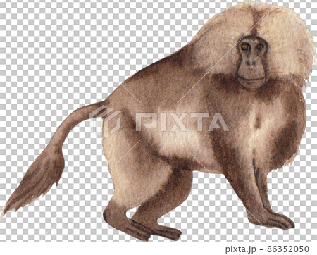 Cartoon monkeys.Furry apes with tails watercolor clipart png 86352050