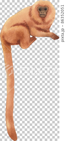 Cartoon monkeys.Furry apes with tails watercolor clipart png 86352051