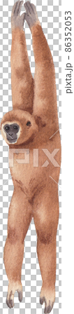 Cartoon monkeys.Furry apes with tails watercolor clipart png Cartoon monkeys.Furry apes with tails watercolor clipart png 86352053