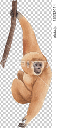 Cartoon monkeys.Furry apes with tails watercolor clipart png Cartoon monkeys.Furry apes with tails watercolor clipart png 86352054