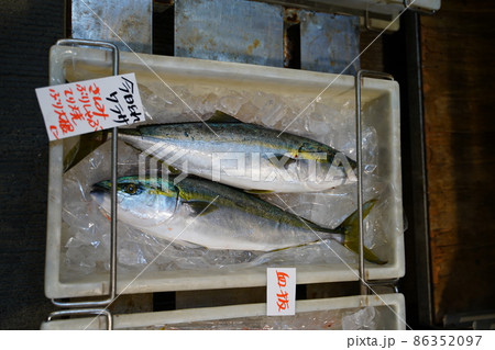 新鮮な魚 ワラサ ブリ 新鮮な魚 ワラサ ブリ 86352097