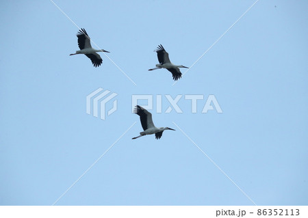 コウノトリ コウノトリ 86352113