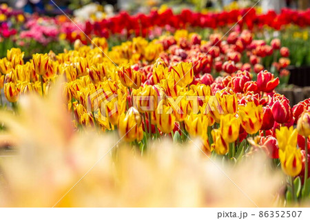 チーリップ チーリップ 86352507