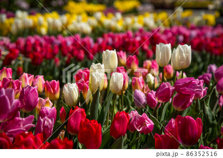 チーリップ チーリップ 86352516