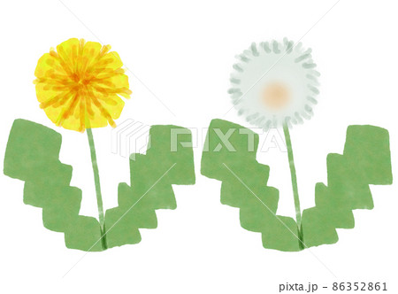 たんぽぽ 花 綿毛のイラスト素材