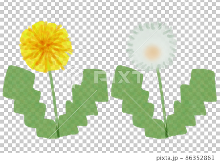 たんぽぽ　花　綿毛 86352861