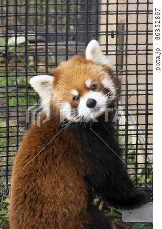 振り向いているレッサーパンダ 86352867