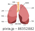 肺（名称付き） 86352882