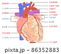 心臓（名称付き） 86352883