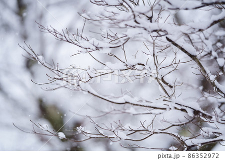 雪をまとった木々 雪の花が咲いた木の枝 雪をまとった木々 雪の花が咲いた木の枝 86352972