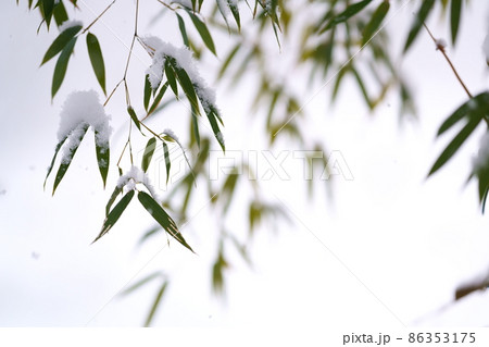 雪をまとった笹の葉　笹の葉の上の雪　雪景色 86353175