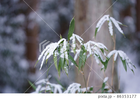 雪をまとった笹の葉　笹の葉の上の雪　雪景色 86353177