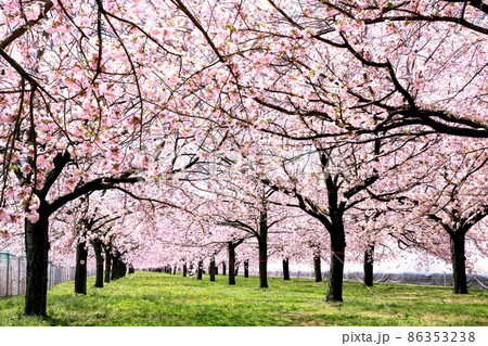 八重桜の並木 八重桜の並木 86353238