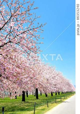 八重桜の並木 八重桜の並木 86353240