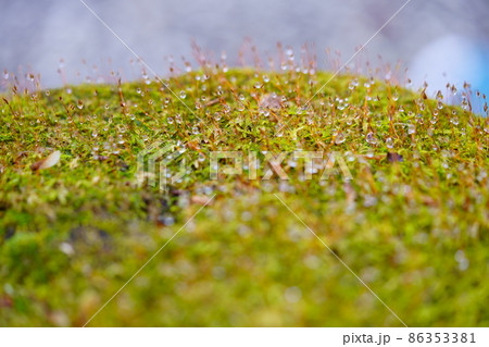 日本庭園・水滴の苔庭 日本庭園・水滴の苔庭 86353381