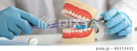 Dentist with gloves holds toothbrush and shows on jaw how to clean teeth correctly 86353433