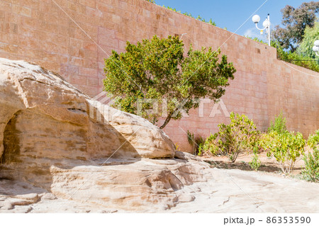 Tree at ruins of the ancient city of Petra in Jordan. 86353590