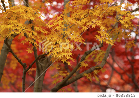鮮やかな紅葉(黄葉) 鮮やかな紅葉(黄葉) 86353815