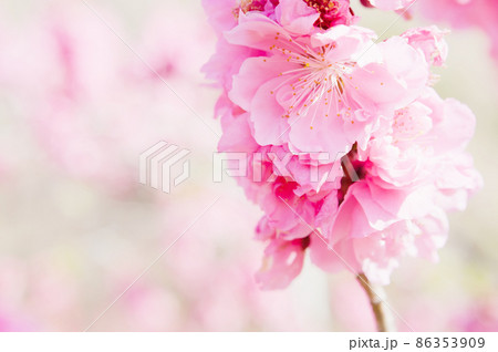 ピンク色の桃をクローズアップして写す 86353909