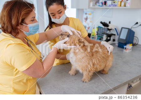Veterinary doctor checking up pet in vet hospital Veterinary doctor checking up pet in vet hospital 86354236