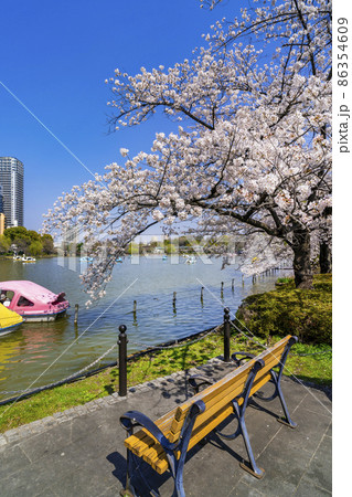 桜咲く上野恩賜公園・不忍池と遊歩道のベンチ（2021年3月） 86354609