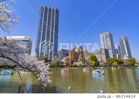 桜咲く上野恩賜公園・不忍池の風景（2021年3月） 86354614