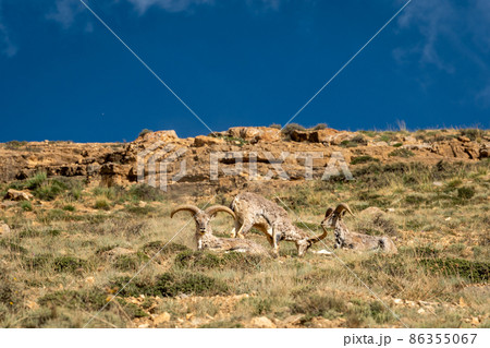 bharal or himalayan blue sheep group or family major prey of snow leopards together basking sun in high himalayas at kibber wildlife sanctuary spiti valley himachal pradesh india - Pseudois nayaur 86355067