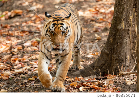 wild royal bengal male tiger head on portrait with eye contact in outdoor wildlife safari at kanha national park or tiger reserve rajasthan india - panthera tigris tigris wild royal bengal male tiger head on portrait with eye contact in outdoor wildlife safari at kanha national park or tiger reserve rajasthan india - panthera tigris tigris 86355071