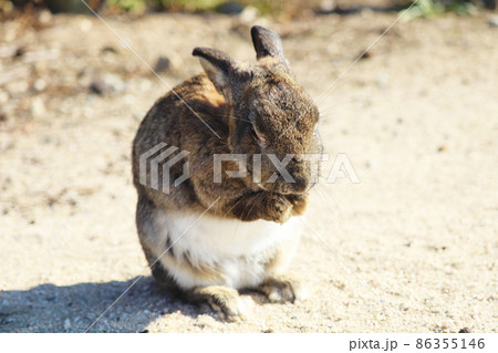 野生のうさぎ(大久野島) 86355146