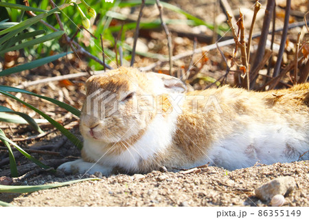 野生のうさぎ(大久野島) 野生のうさぎ(大久野島) 86355149
