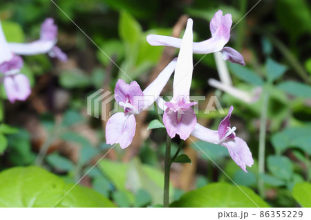 ジロボウエンゴサクの花 ジロボウエンゴサクの花 86355229