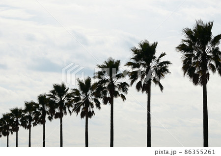 千葉フォルニア 千葉フォルニア 86355261