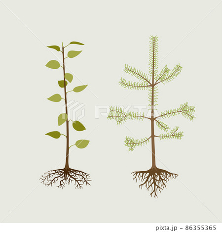 Seedlings of cultivated, deciduous tree and pine. 86355365