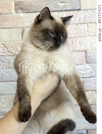 Siamese beautiful big cat in his hands on the background of the wall 86355421