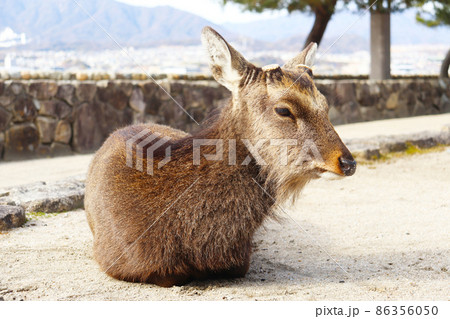 宮島(厳島)の鹿 86356050