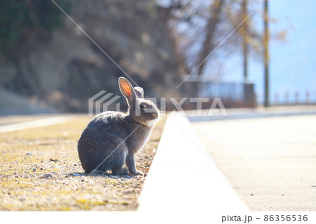 野生のうさぎ(大久野島) 86356536