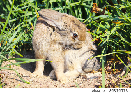 野生のうさぎ(大久野島) 野生のうさぎ(大久野島) 86356538