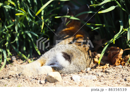 野生のうさぎ(大久野島) 86356539